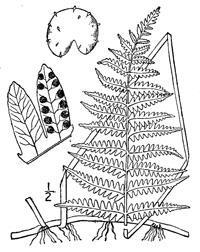 drawing of thelypteris palustris plant parts